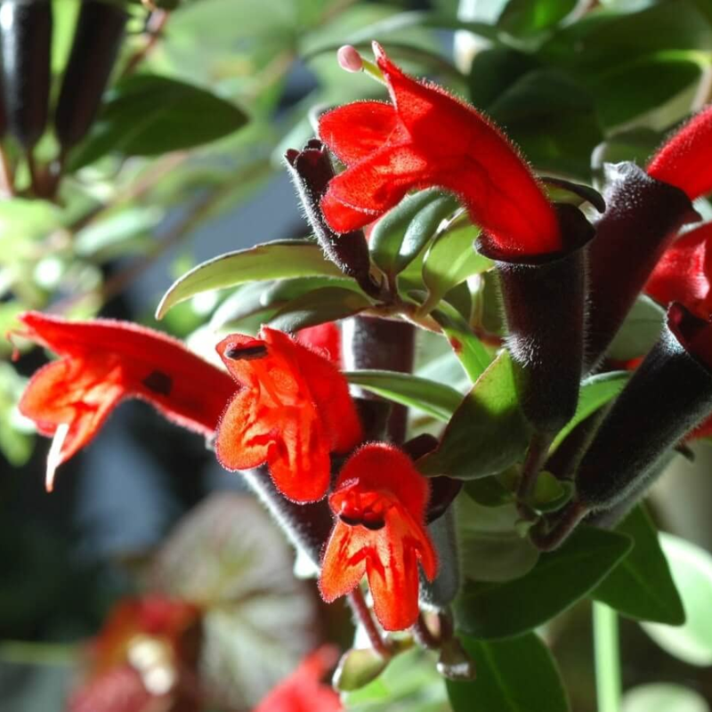 1 Red Lipstick Vine Live In 2" Pot - Image 4