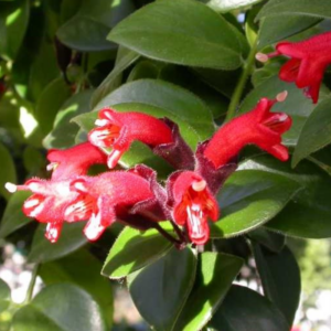 Alternative view of 1 Red Lipstick Vine Live  In 2" Pot