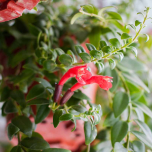 Alternative view of 2 Red Lipstick Vine