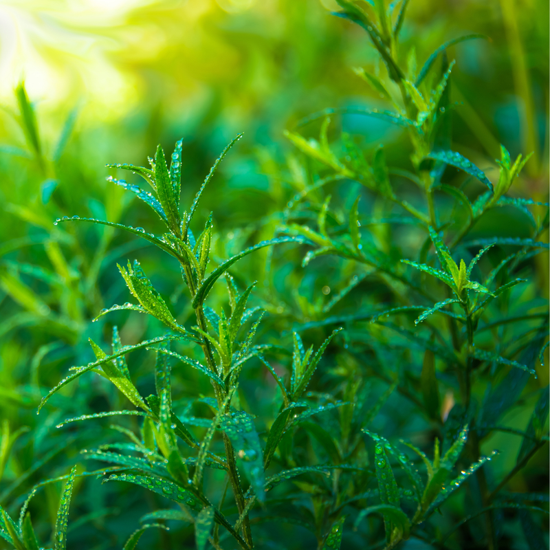 2 Mexican Tarragon Plants Mint Herb, Ship Bareroots 4-8 Inch Tall - Image 4