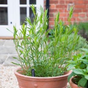 Alternative view of 2 Mexican Tarragon Plants Mint Herb, Ship Bareroots 4-8 Inch Tall