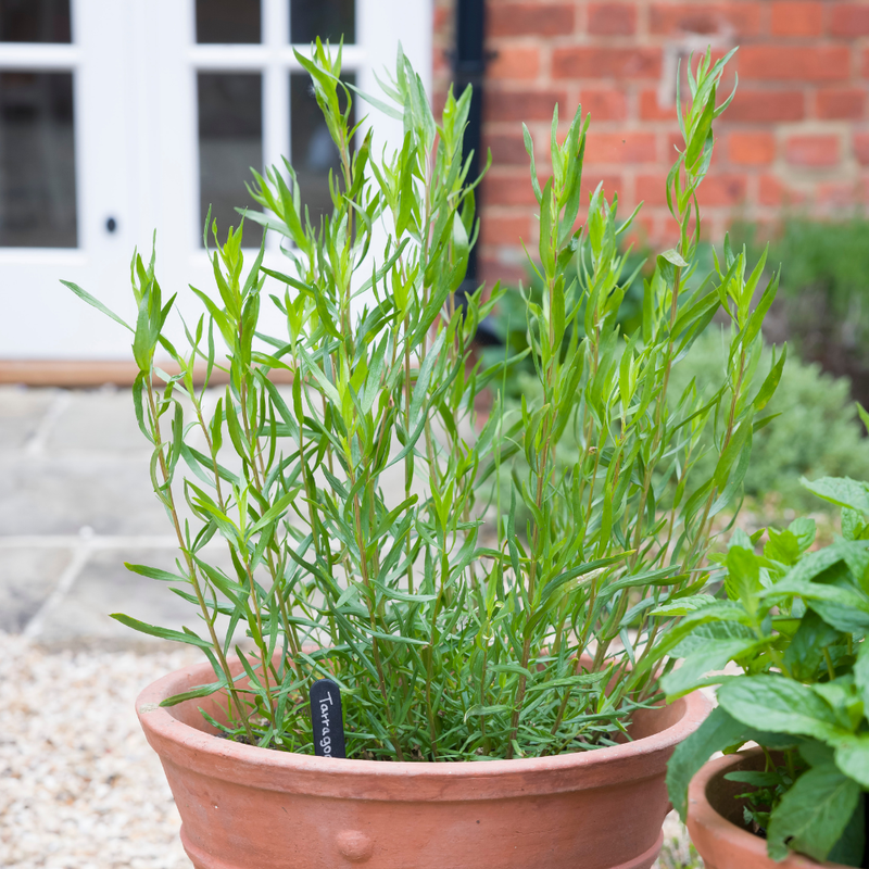 2 Mexican Tarragon Plants Mint Herb, Ship Bareroots 4-8 Inch Tall - Image 2