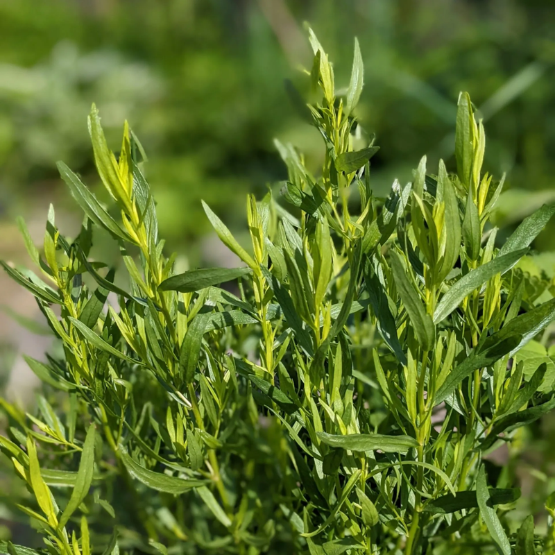 2 Mexican Tarragon Plants Herb 4-8 Inch Tall - Image 4