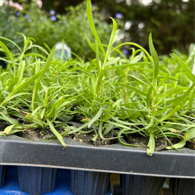 2 Mexican Tarragon Plants Herb 4-8 Inch Tall - Image 3
