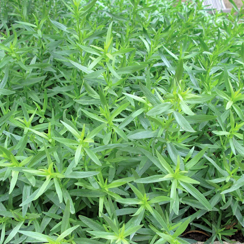2 Mexican Tarragon Plants Herb 4-8 Inch Tall - Image 2