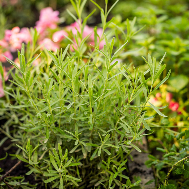 3 Texas Tarragon Plants Mint Herb 4-8" - Image 4