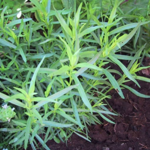 Alternative view of 3 Texas Tarragon Plants Mint Herb 4-8"
