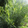 3 Tarragon Plants Live 4-8 Inch Height