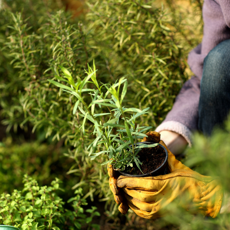 3 Tarragon Plants 4-8" Tall - Image 3