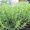 2 Tarragon Plants Mint Herb 4-8" Tall