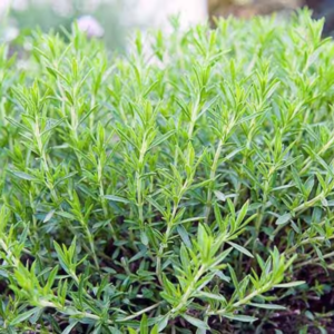 2 Tarragon Plants Mint Herb 4-8" Tall