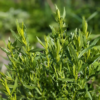 2 French Tarragon Plants Herb Plugs