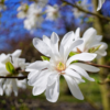 3 Star Magnolia Plants Live 6-12 Inch Height