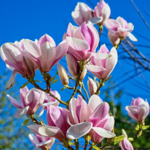 Alternative view of 3 Saucer Magnolia Plants Live 6-12 Inch Height