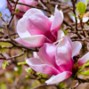3 Ann Magnolia Plants Live 6-12 Inch Height