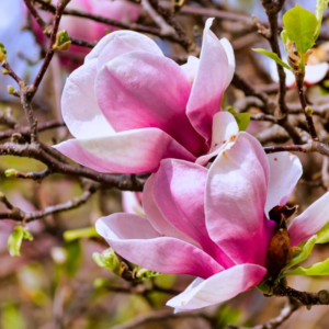 3 Ann Magnolia Plants Live 6-12 Inch Height