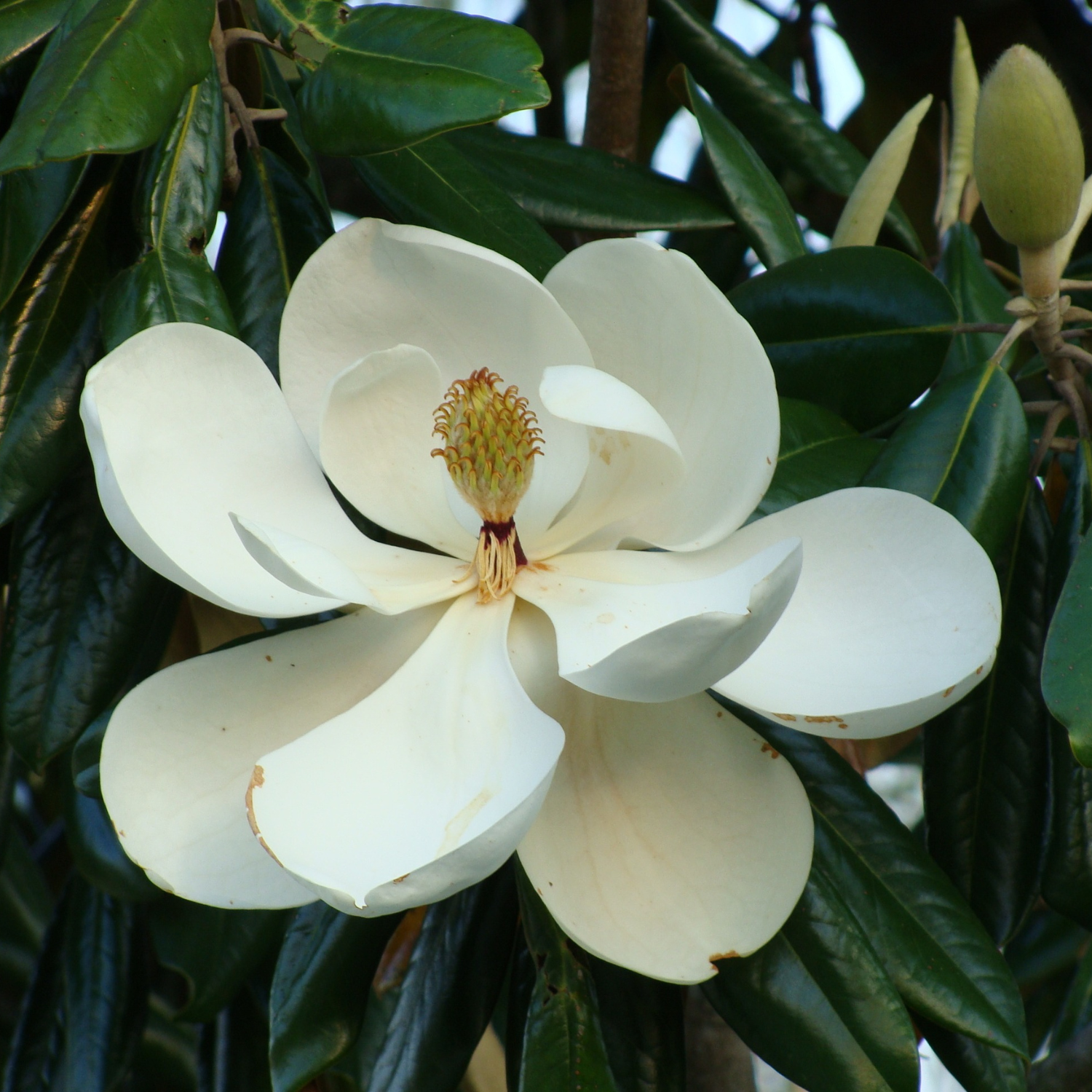 3 Sweetbay Magnolia Plants Live 6-12 Inch Height - Image 6