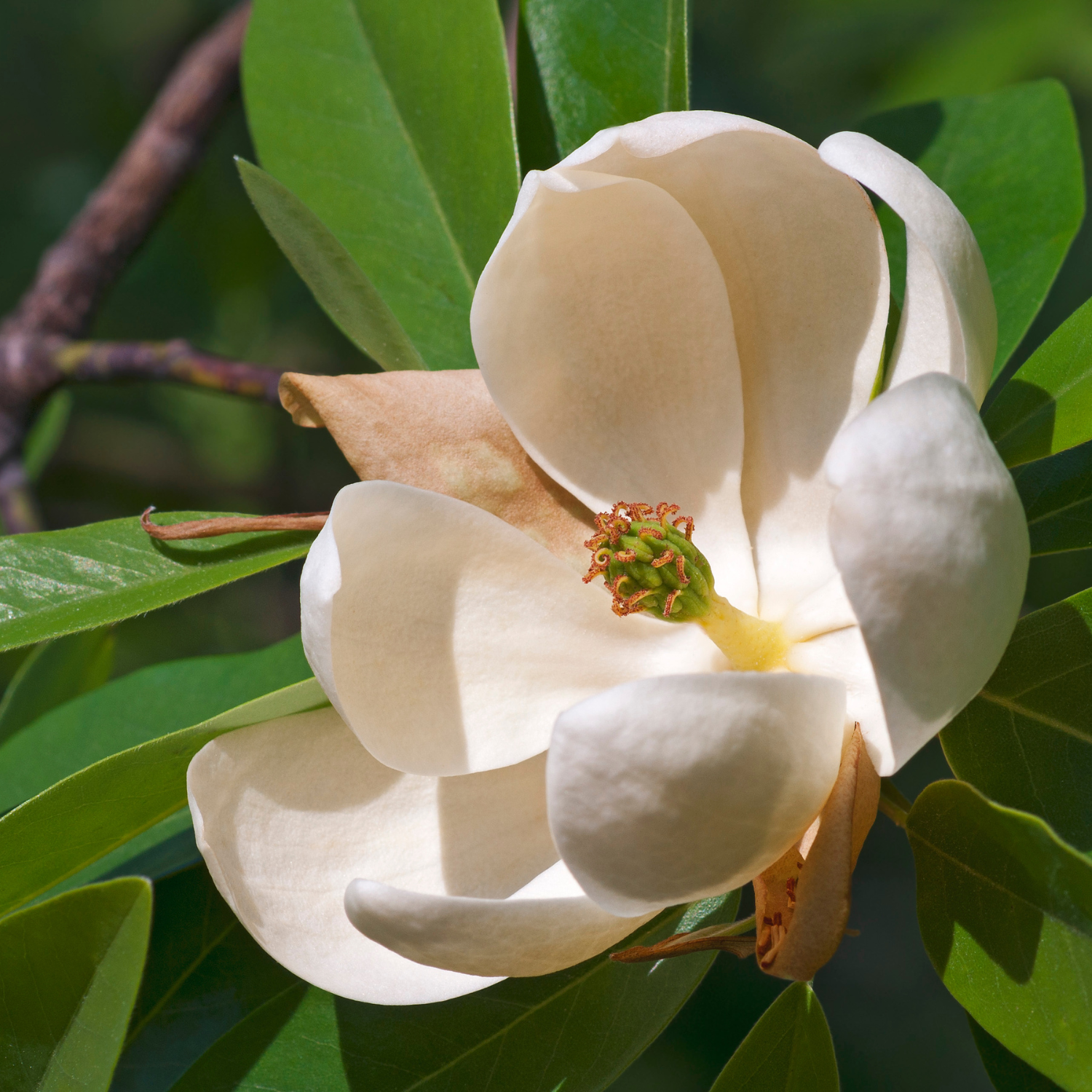 3 Sweetbay Magnolia Plants Live 6-12 Inch Height - Image 4