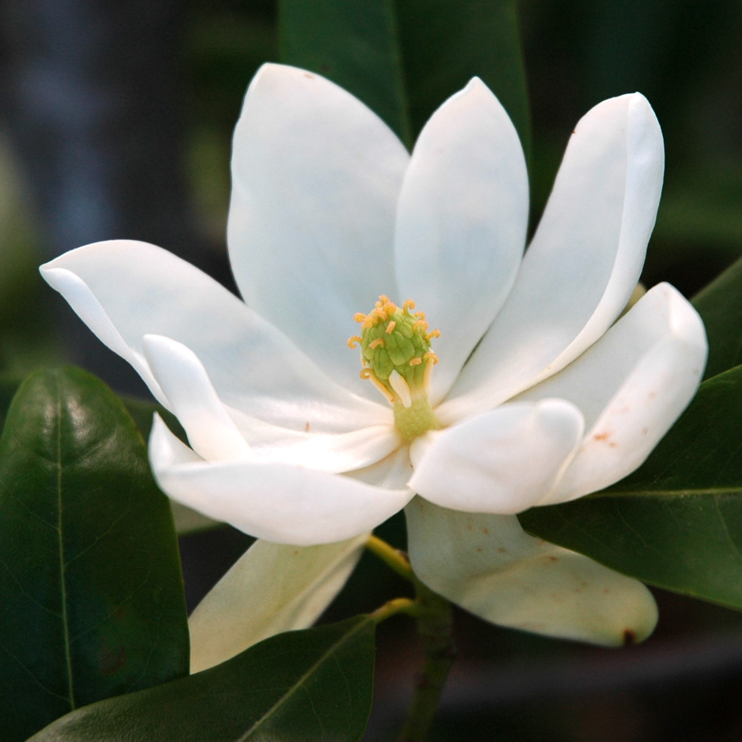 3 Sweetbay Magnolia Plants Live 6-12 Inch Height - Image 3