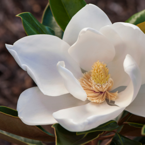 Alternative view of 3 Sweetbay Magnolia Plants Live 6-12 Inch Height