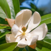 3 Sweetbay Magnolia Plants Live 6-12 Inch Height