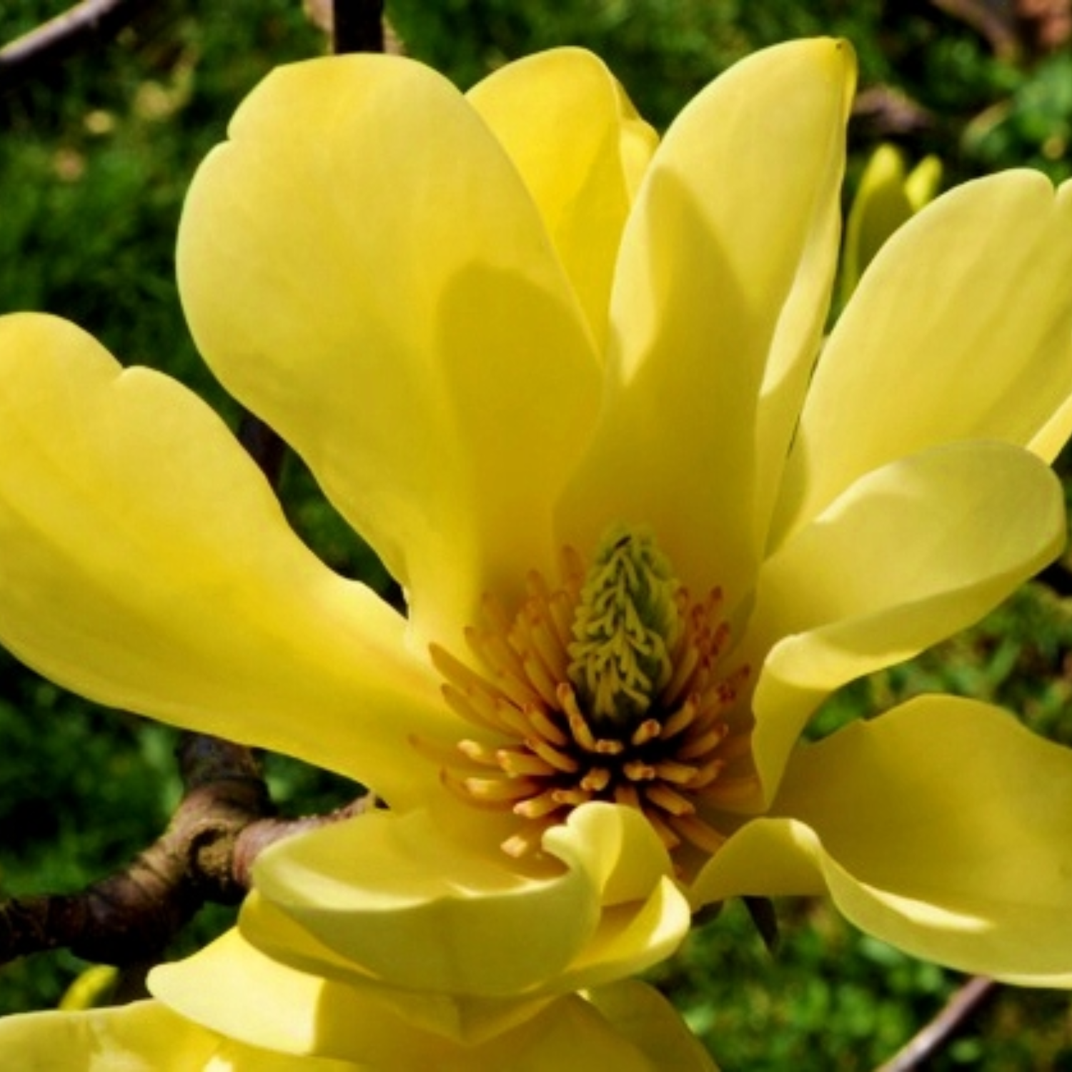 2 Yellow Bird Magnolia Plants 6-12 Inch Height - Image 6