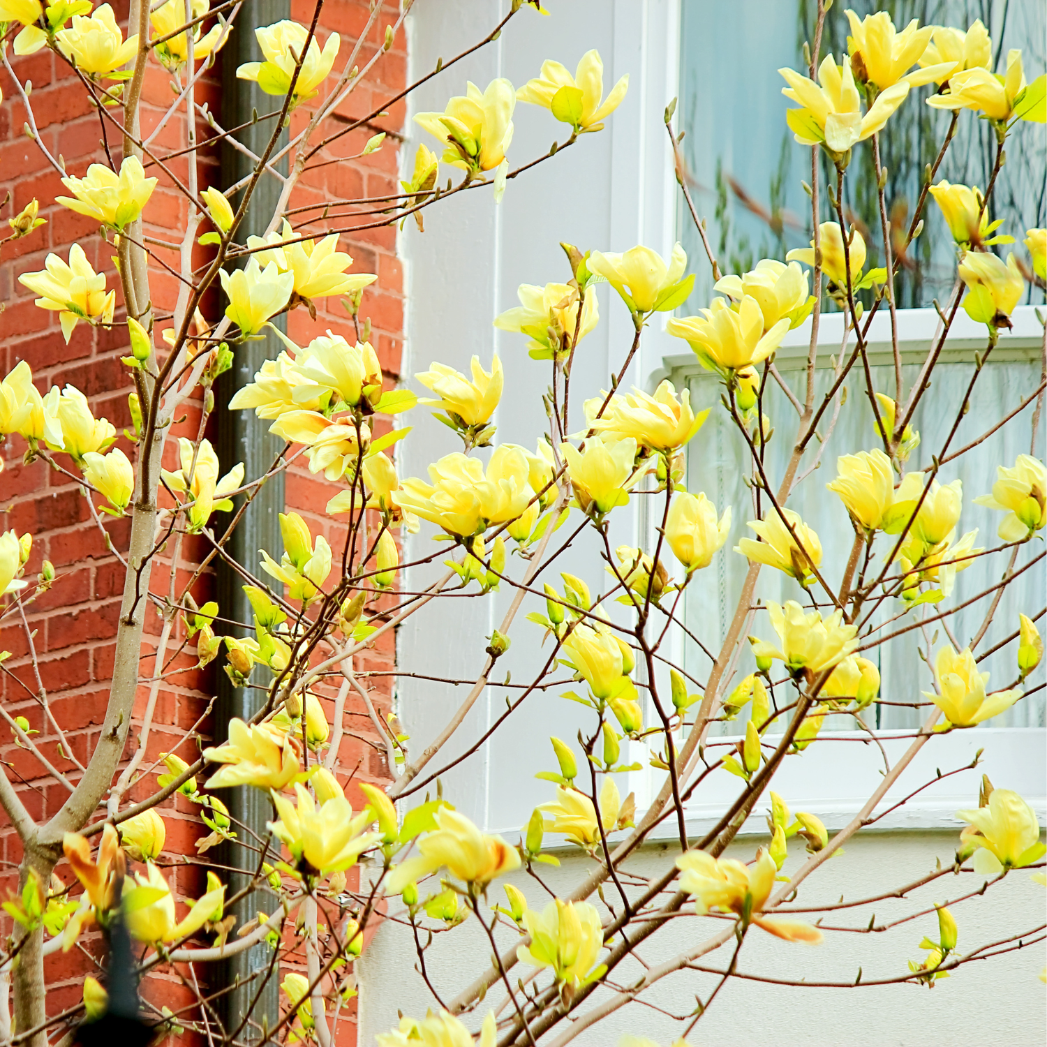 2 Yellow Bird Magnolia Plants 6-12 Inch Height - Image 4