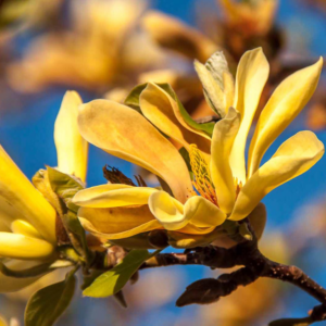 Alternative view of 2 Yellow Bird Magnolia Plants 6-12 Inch Height