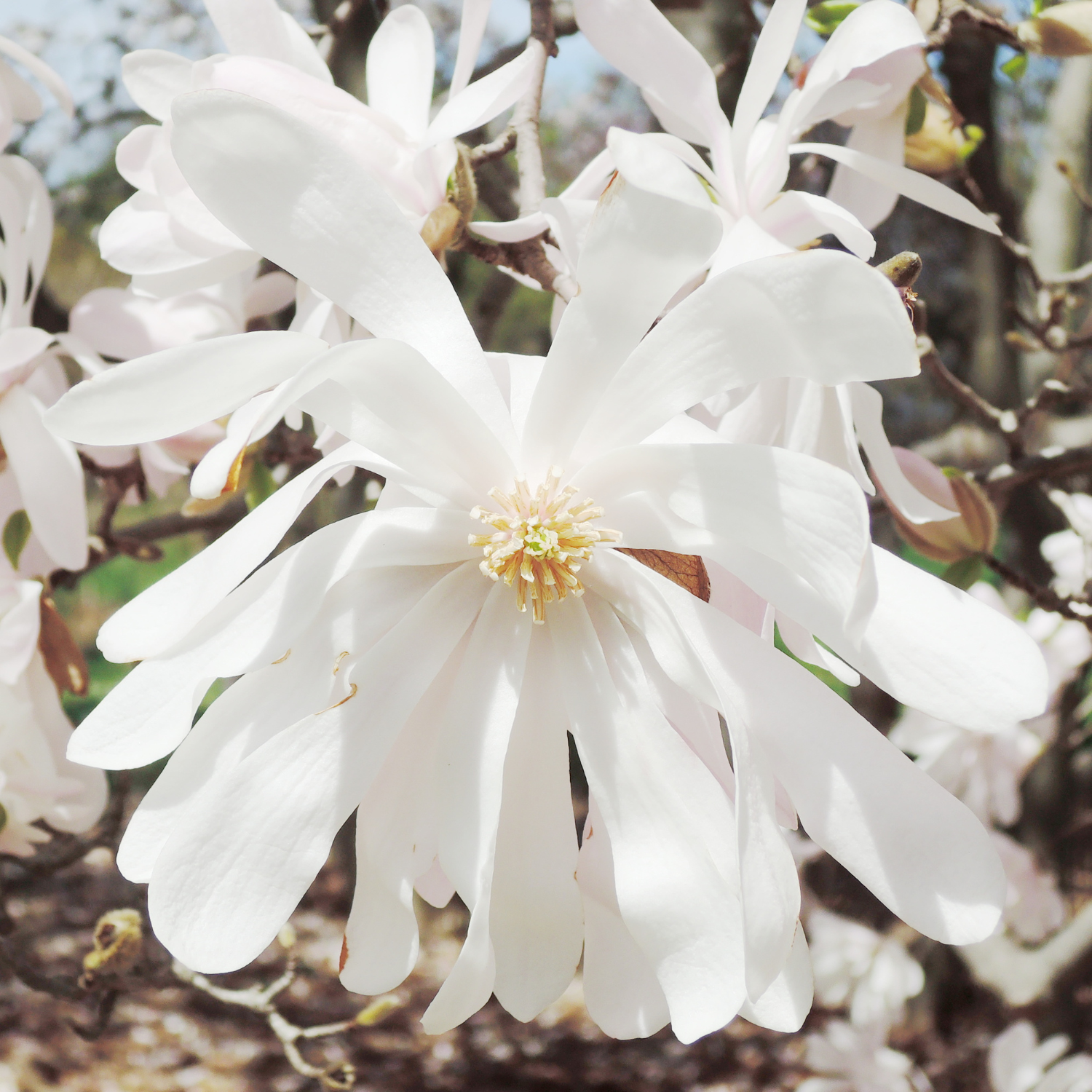 2 Star Magnolia Plants 6-12 Inch Height - Image 5