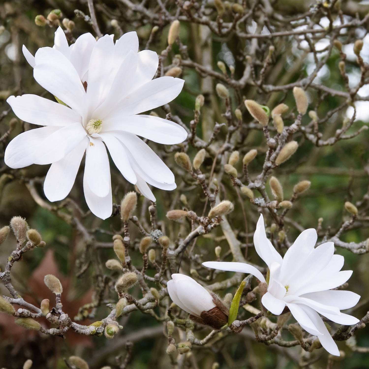 2 Star Magnolia Plants 6-12 Inch Height - Image 4