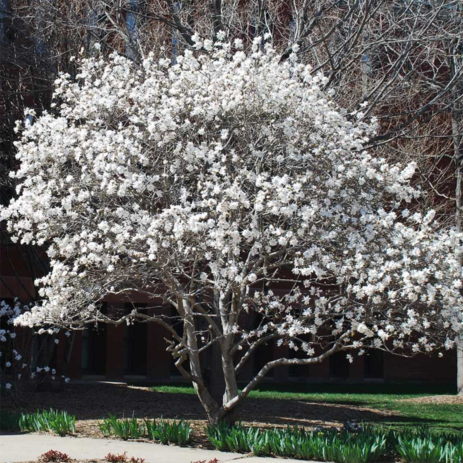 2 Star Magnolia Plants 6-12 Inch Height - Image 3