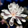 2 Star Magnolia Plants 6-12 Inch Height