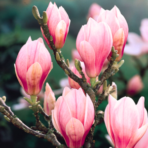 2 Saucer Magnolia Plants 6-12 Inch Height