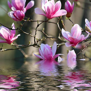 Alternative view of 2 Jane Magnolia Plants 6-12 Inch Height