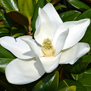 Alternative view of 2 Sweetbay Magnolia Plants 6-12 Inch Height