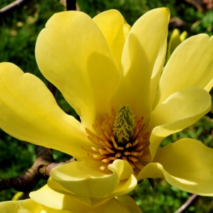 Alternative view of Yellow Bird Magnolia Tree Live Plant 6-12 Inch Tall