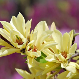 Yellow Bird Magnolia Tree Live Plant 6-12 Inch Tall