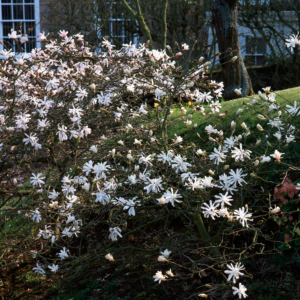 Alternative view of Star Magnolia Tree Live Plant 12-18 Inch Tall, In Gallon Pot