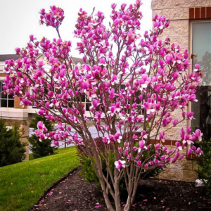 Alternative view of Ann Magnolia Tree Live Plant 12-18 Inch Tall, In Gallon Pot