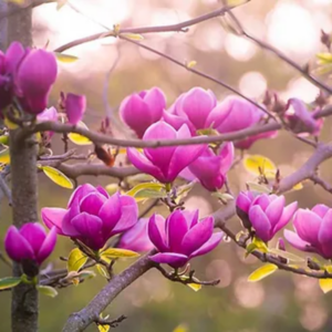 Jane Magnolia Tree Live Plant 12-18 Inch Tall, In Gallon Pot