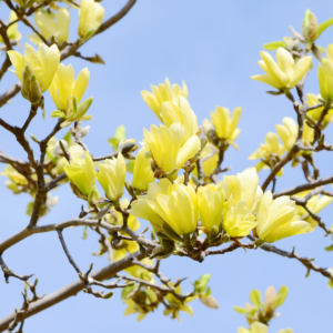 Alternative view of Yellow Bird Magnolia Plant Live 6-12 Inch Tall