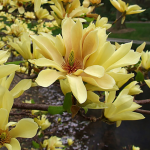Yellow Bird Magnolia Plant Live 6-12 Inch Tall