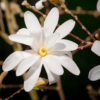 Star Magnolia Plant Live 6-12 Inch Tall