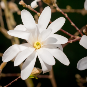 Star Magnolia Plant Live 6-12 Inch Tall