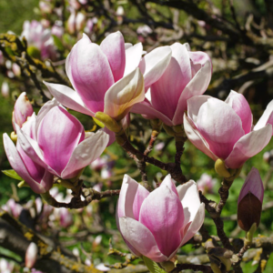 Alternative view of Saucer Magnolia Plant Live 6-12 Inch Tall