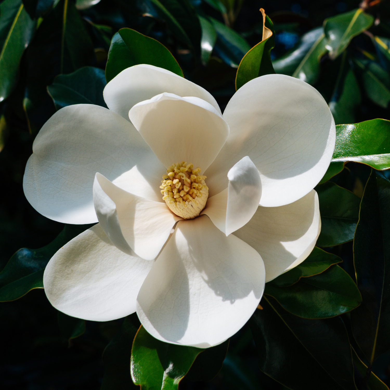 Sweetbay Magnolia Plant Live 6-12 Inch Tall - Image 6