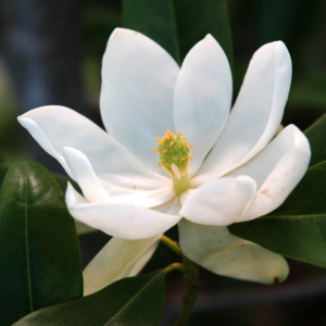 Alternative view of Sweetbay Magnolia Plant Live 6-12 Inch Tall