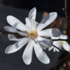 Star Magnolia Plant 6-12 Inch Tall