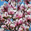 Saucer Magnolia Plant 6-12 Inch Tall