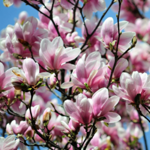 Saucer Magnolia Plant 6-12 Inch Tall